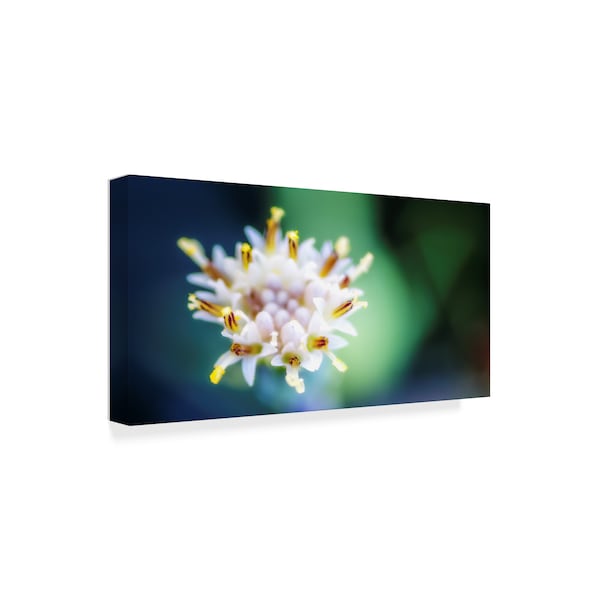 Pixie Pics 'Macro Flower Head' Canvas Art,10x19